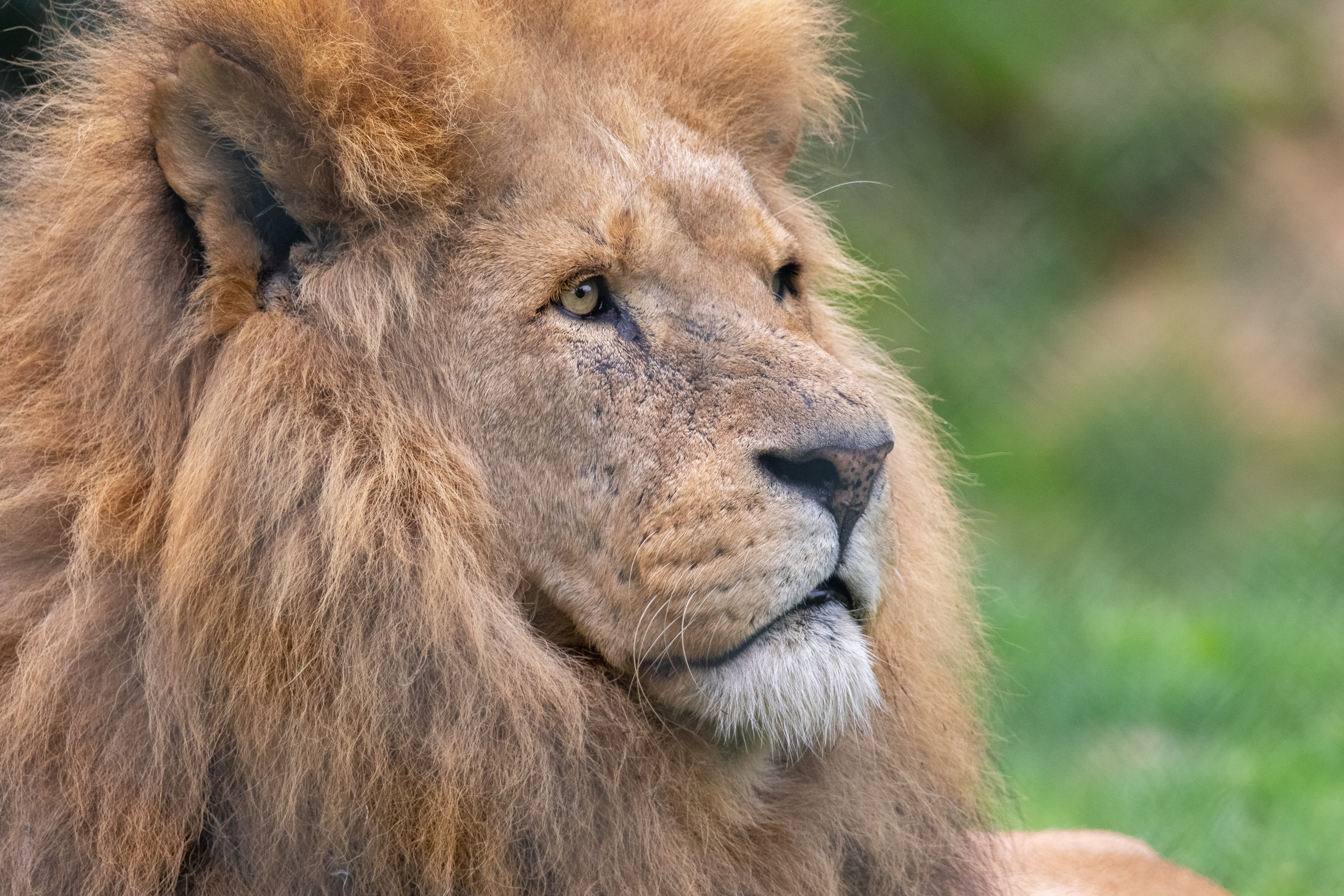 Africa Alive Discount Codes Kids Pass