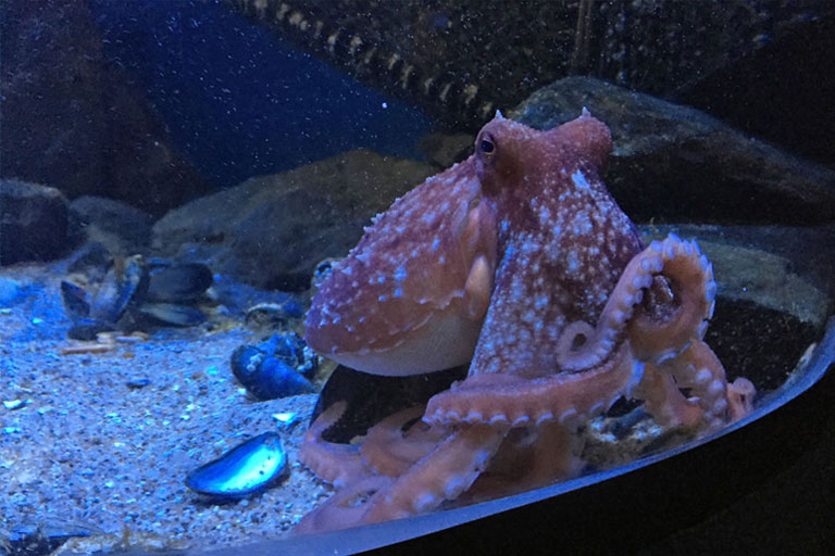 octopus at anglesey sea zoo