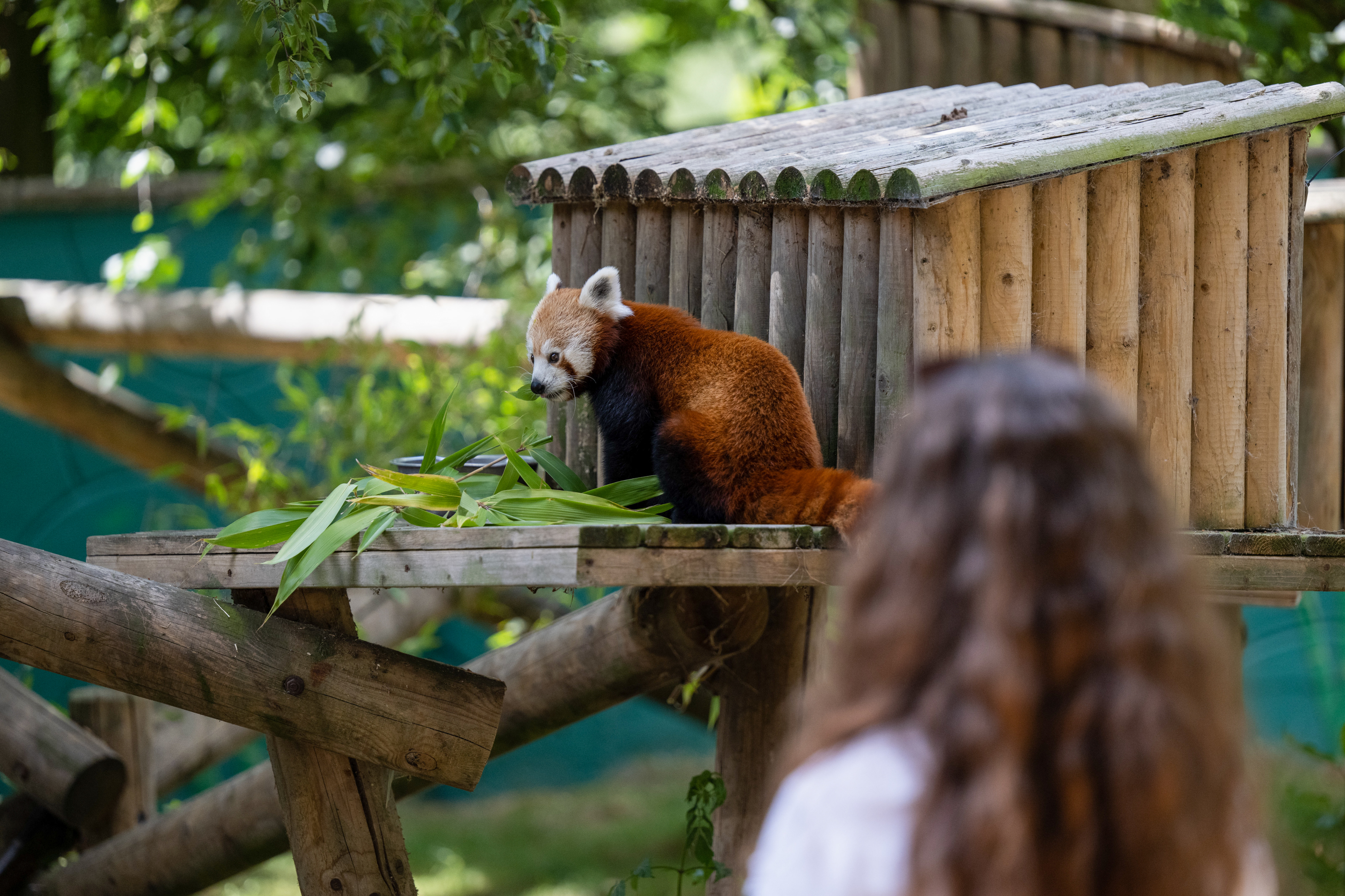 Banham Zoo Voucher Code Kids Pass