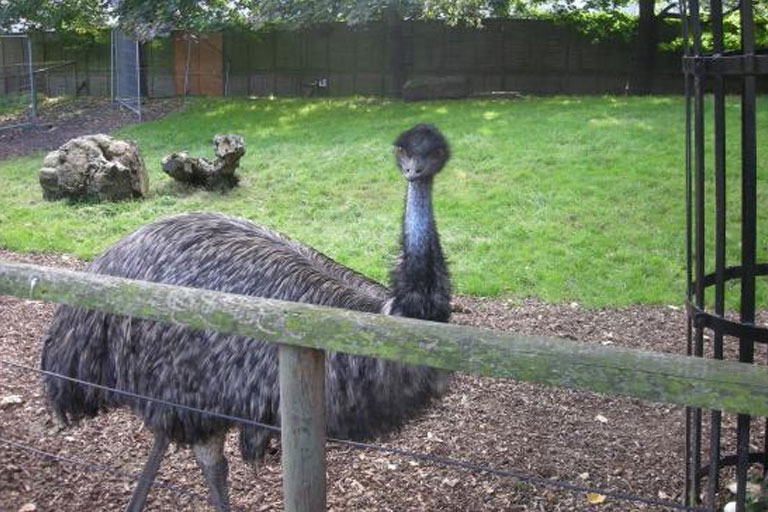 emu at battersea zoo