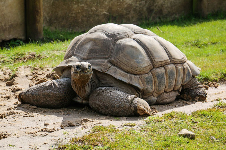 tortoise in sun