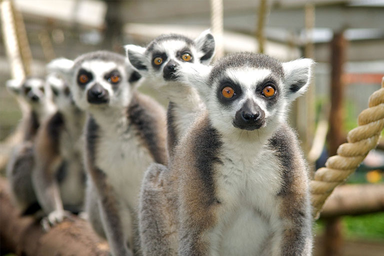 lemurs gathering