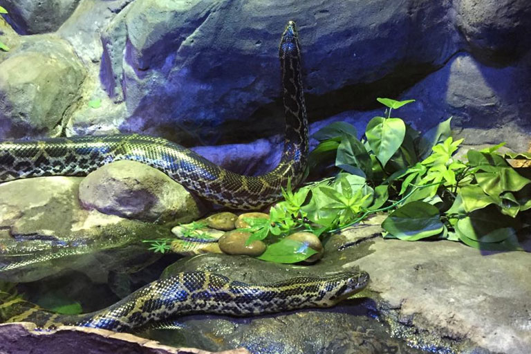 snakes at blue planet aquarium