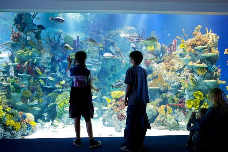 One child goes free to Bristol Aquarium Kids Pass