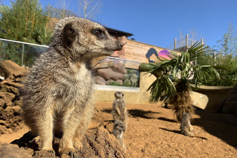 meerkat lookout