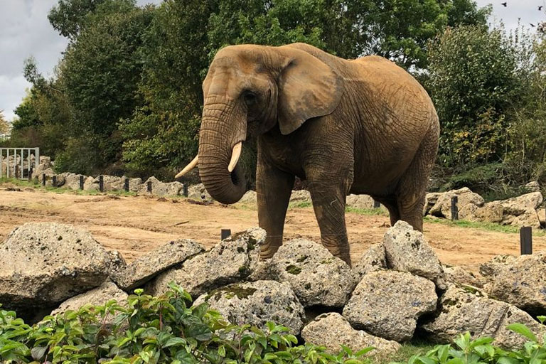 elephant at colchester zoo