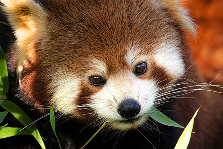 red panda face