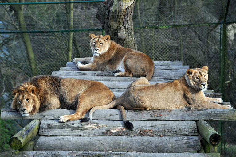 three lions relaxing
