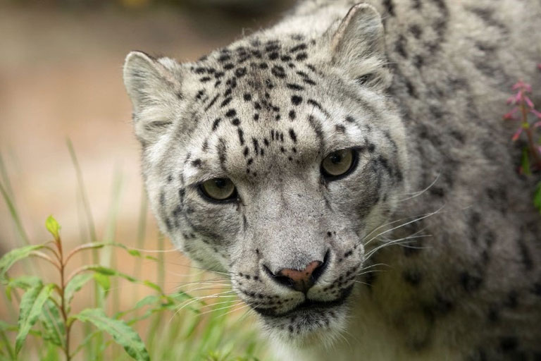 snow leopard close up
