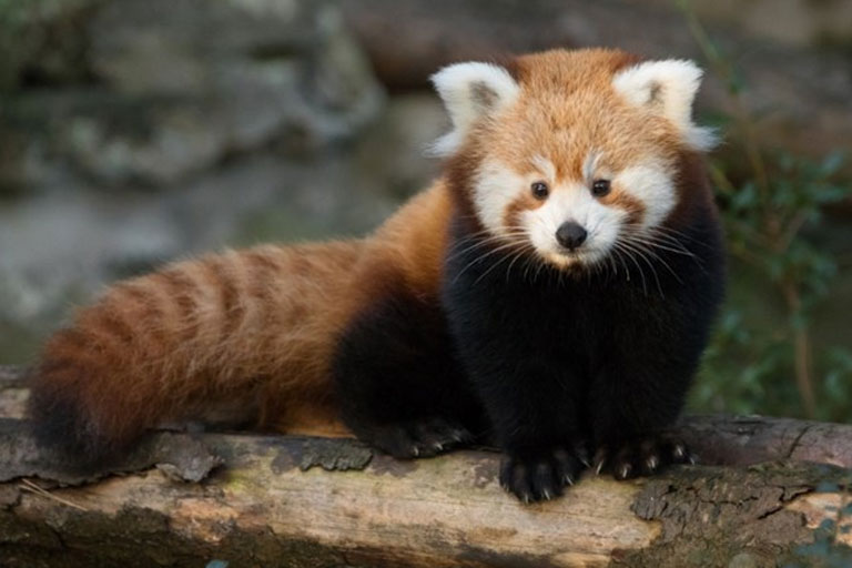 red panda highland wildlife park