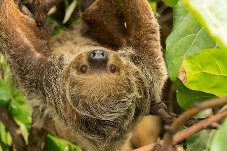sloth marwell zoo