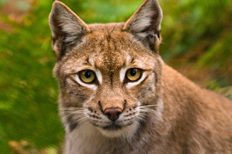 lynx at new forest wildlife park