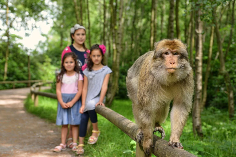 family at trentham monkey forest