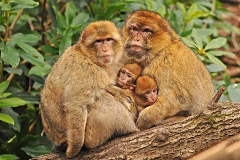 family of monkeys at trentham monkey forest