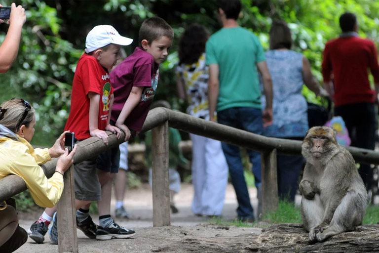 visitors at trentham monkey forest