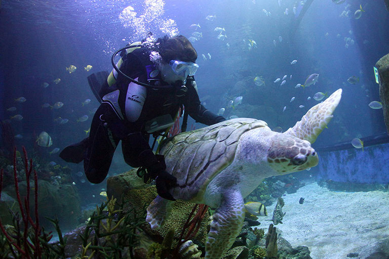 diver with sea turtle at tynemouth aquarium