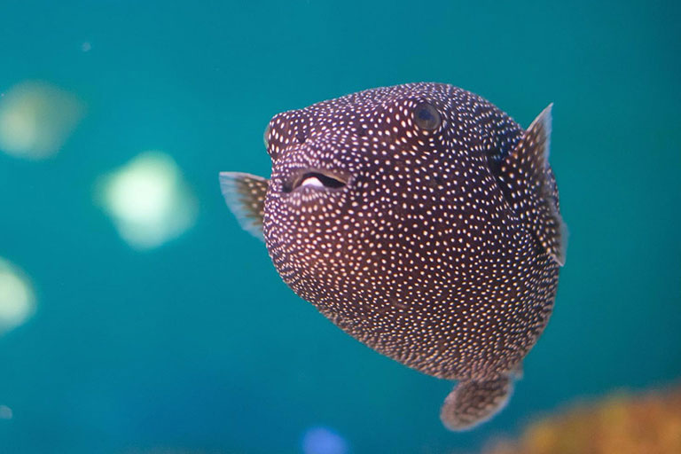 puffer fish at tynemouth aquarium