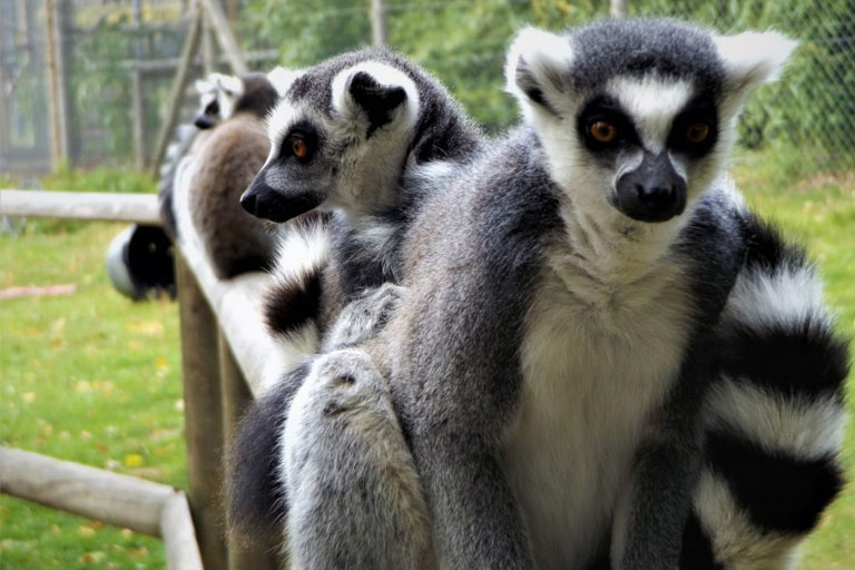 lemurs at wingham wildlife park