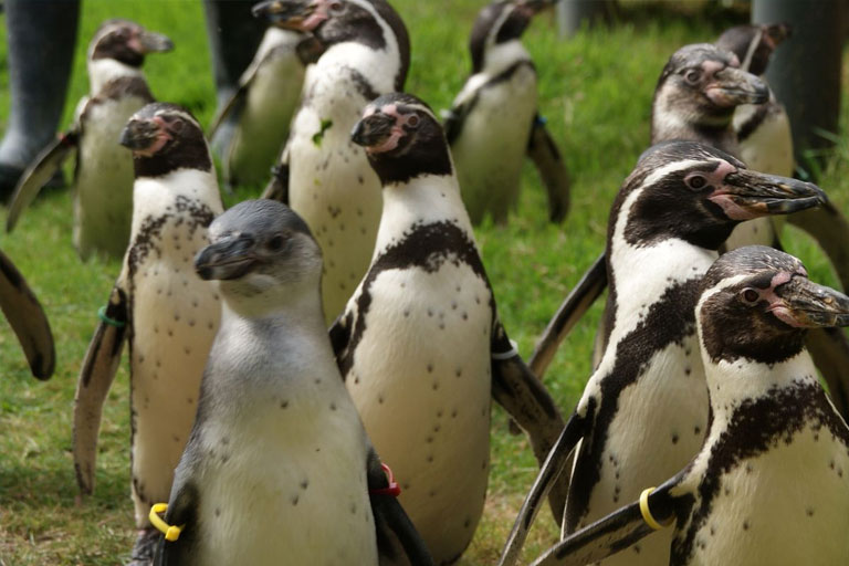penguins at wingham wildlife park