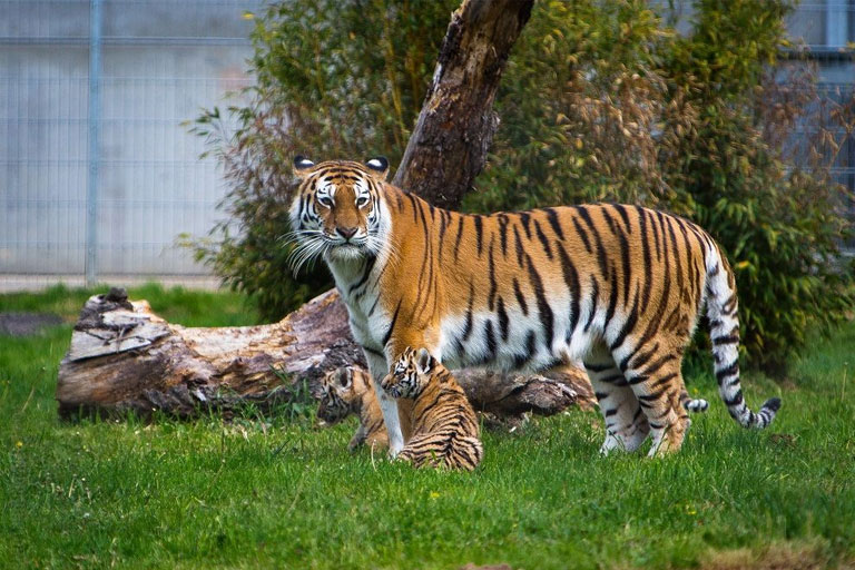 Discount Codes For Yorkshire Wildlife Park Kids Pass