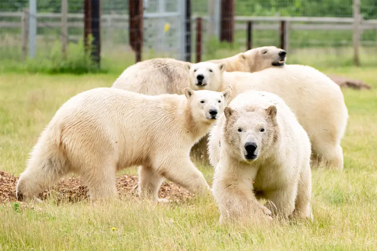 Discount Codes For Yorkshire Wildlife Park Kids Pass