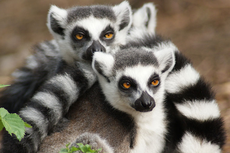 Discount Codes For Yorkshire Wildlife Park Kids Pass