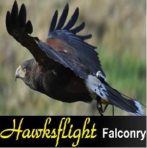 Hawksflight