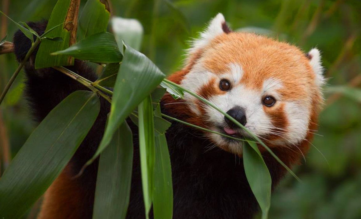 Top Zoos &amp; Safari Parks in the UK header image