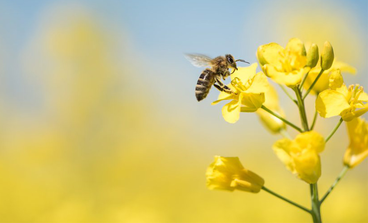 #HelpForHoney Why you should leave a spoon of sugar out in the hot weather header image