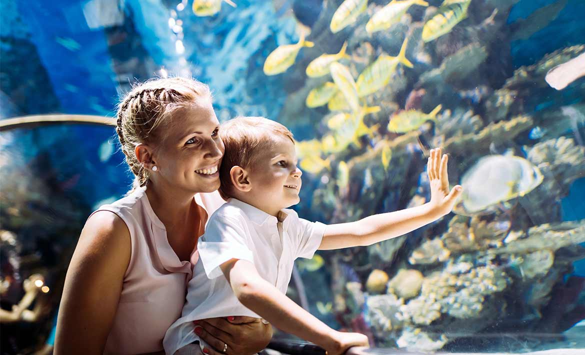 Top 6 Aquariums in the UK - plus voucher codes! header image