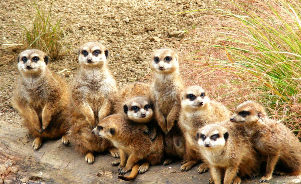 edinburgh zoo playful meerkats