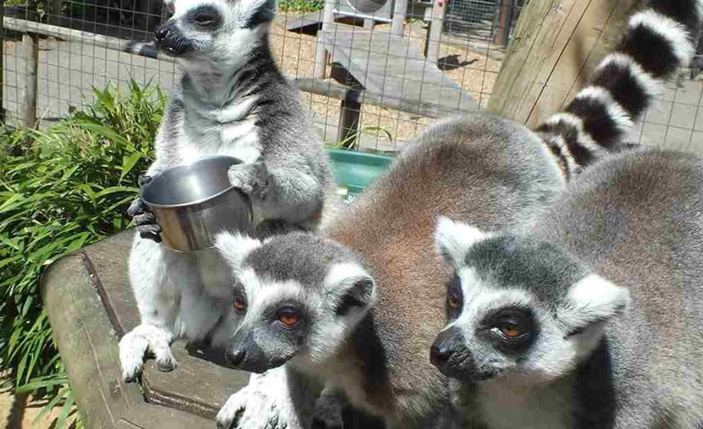 lemurs at battersea zoo