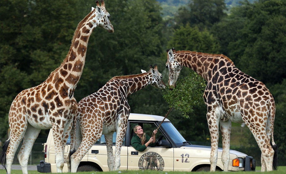 west midland safari park giraffes