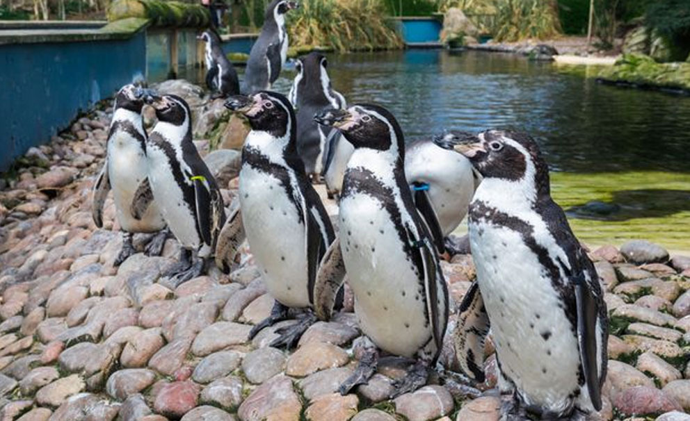 twycross zoo penguins