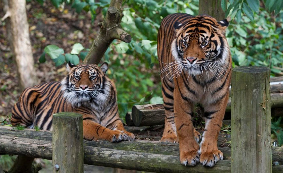 dudley zoo tigers