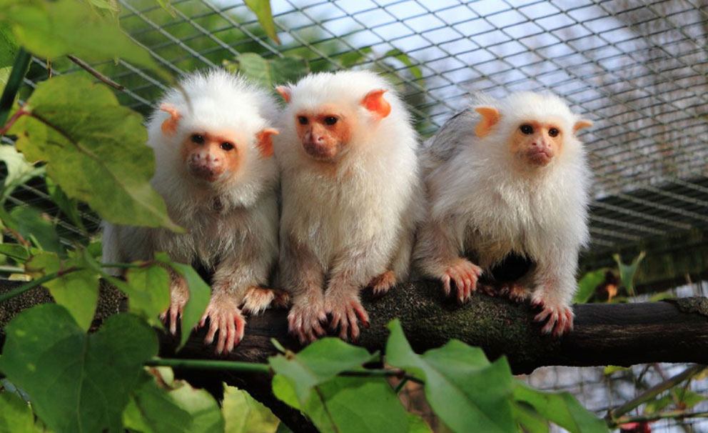 white monkeys at exmoor zoo