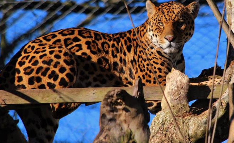 leopard at dartmoor zoo