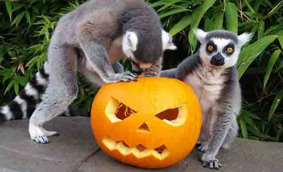 clchester zoo lemur pumpkins
