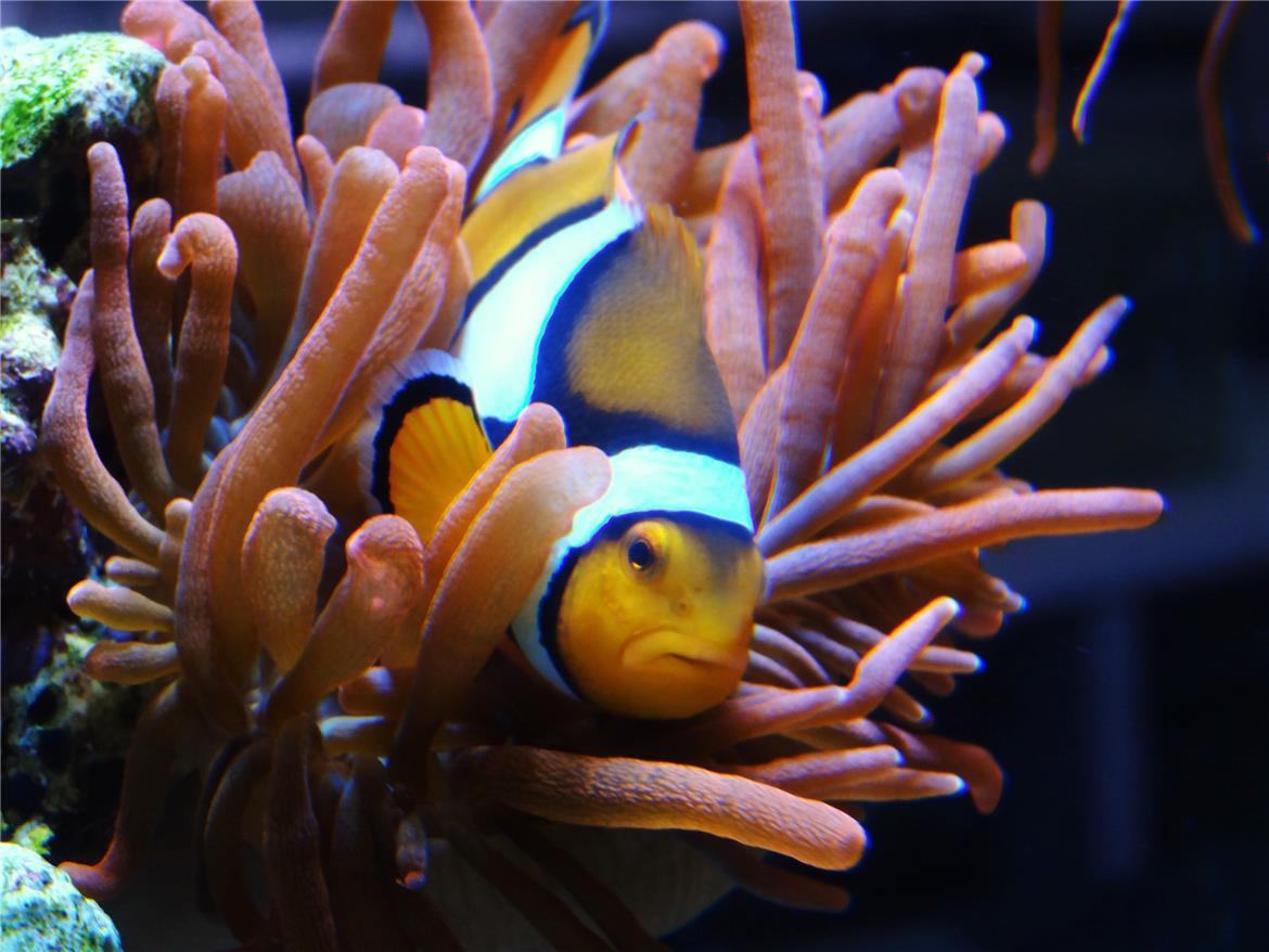 Blue Planet Aquarium’s BLUE TANG STORY header image