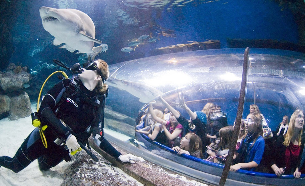 blue planet aquarium diver