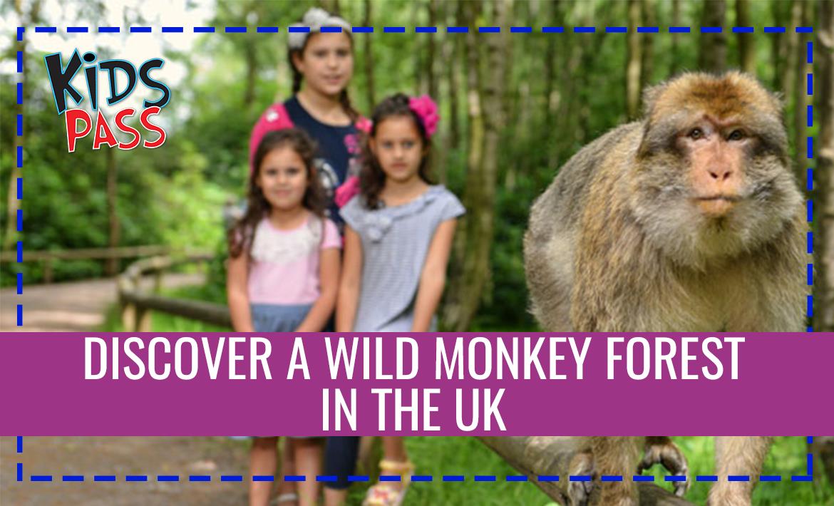 Discover a Wild Monkey Forest in the UK header image